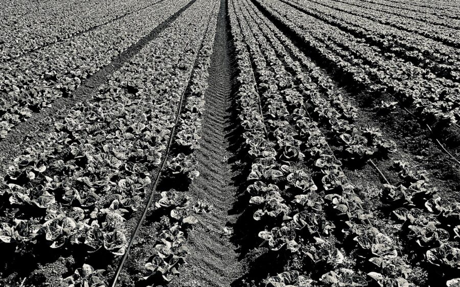 US Cyclospora Cases Pass 6,700 as Surveillance Cuts Draw Scrutiny