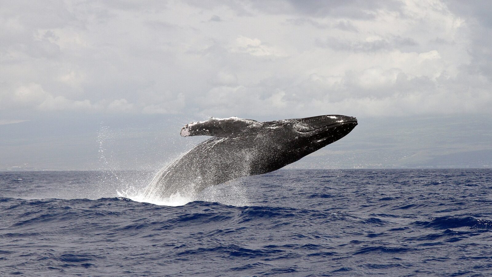 Humpback Supergroups Signal Recovery, but War-Driven Shipping Routes Raise New Risks