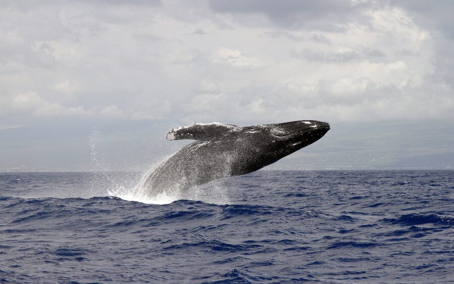 Humpback Supergroups Signal Recovery, but War-Driven Shipping Routes Raise New Risks