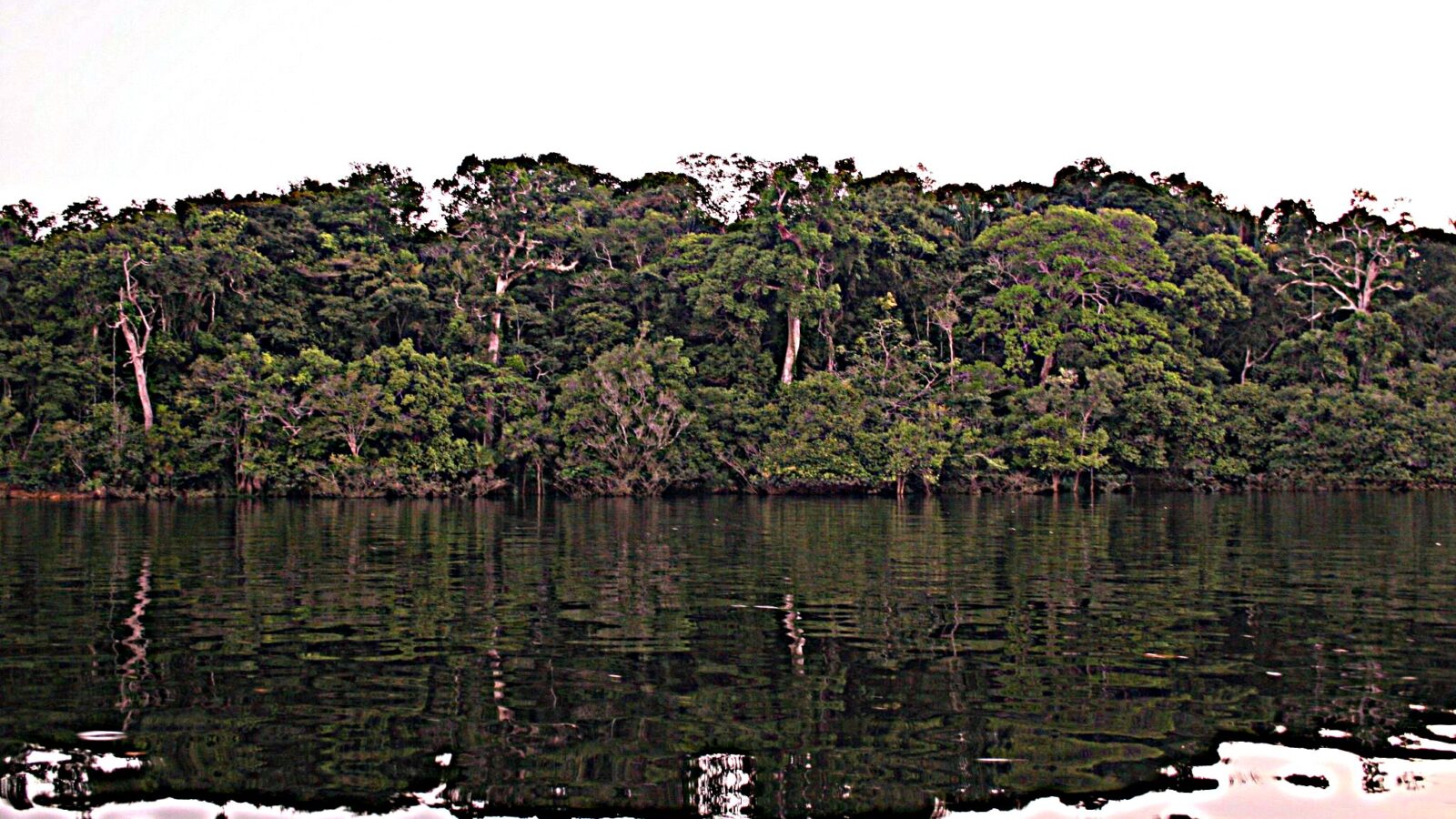Laser Survey Maps Lost Amazon Civilisation