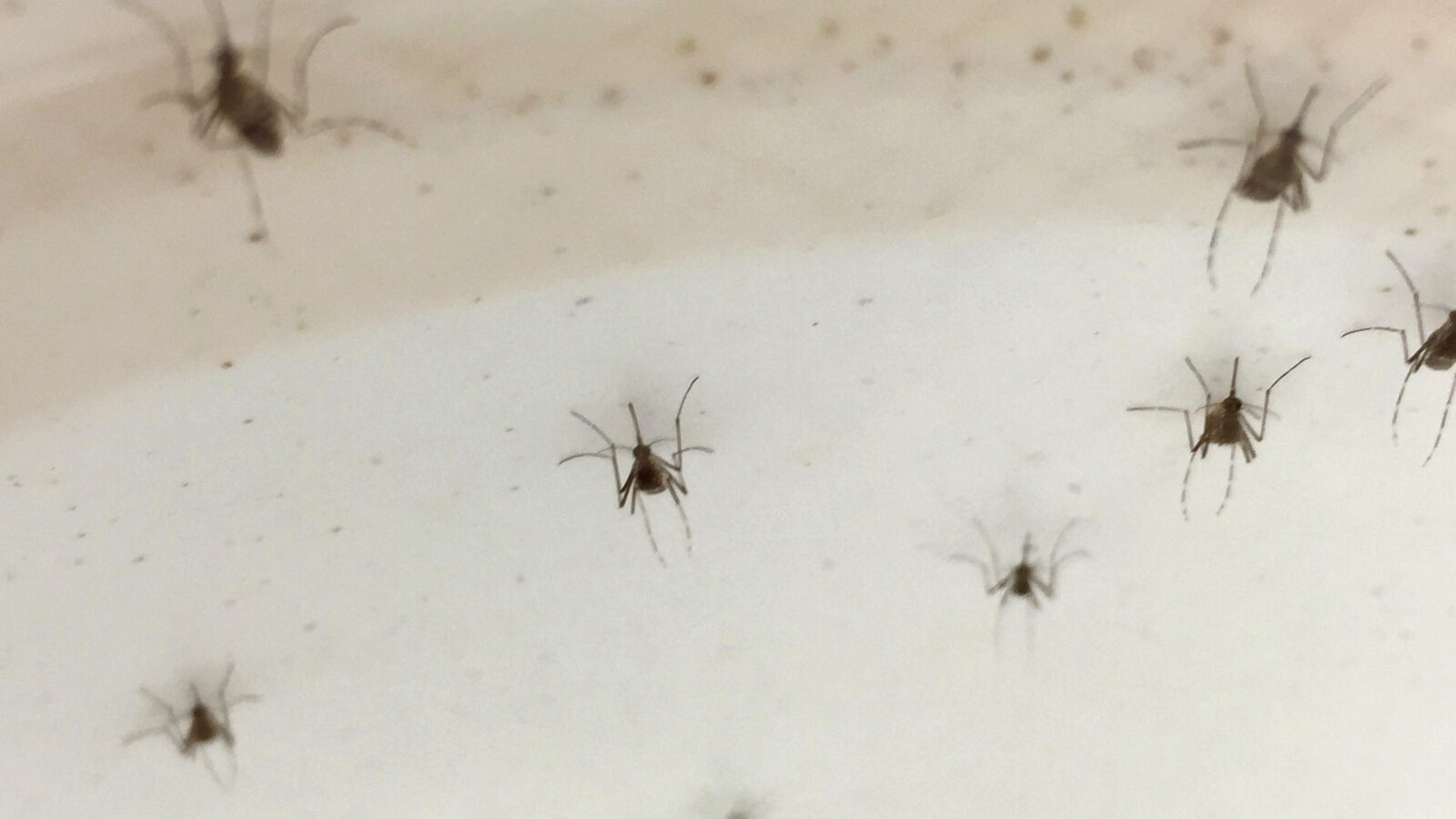 Dengue Climbs Sharply Across Asia and the Pacific