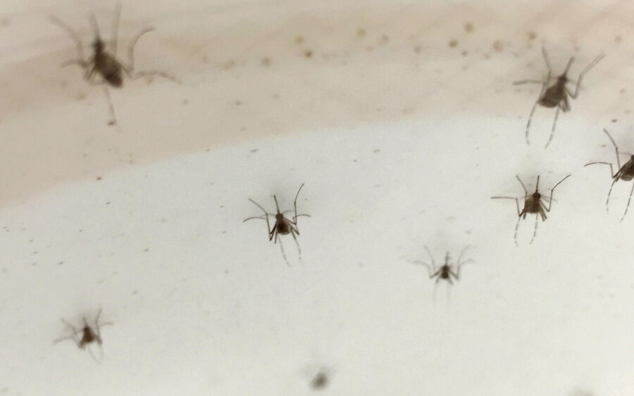 Dengue Climbs Sharply Across Asia and the Pacific